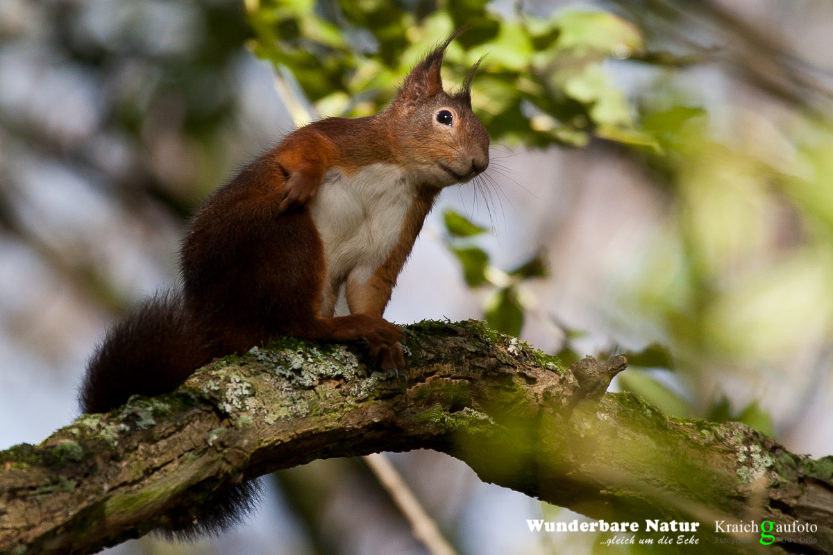 Europäisches Eichhörnchen (Sciurus vulgaris) – Wunderbare Natur …gleich ...