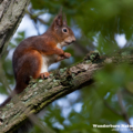 Europäisches Eichhoernchen (Sciurus vulgaris)