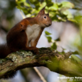 Europäisches Eichhoernchen (Sciurus vulgaris)