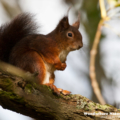 Europäisches Eichhoernchen (Sciurus vulgaris)