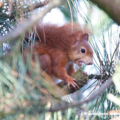 Europäisches Eichhoernchen (Sciurus vulgaris)