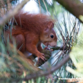 Europäisches Eichhoernchen (Sciurus vulgaris)