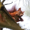 Europäisches Eichhoernchen (Sciurus vulgaris)