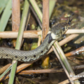 Ringelnatter (Natrix natrix) im Uferbereich