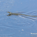 Schwimmende Ringelnatter (Natrix natrix)