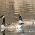 Kanadagans (Branta canadensis)