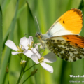 Aurorafalter (Anthocharis cardamines)