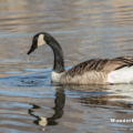 Kanadagans (Branta canadensis)