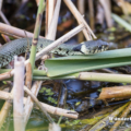 Ringelnatter (Natrix natrix) im Uferbereich