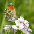 Aurorafalter (Anthocharis cardamines)