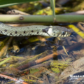 Ringelnatter (Natrix natrix) im Uferbereich