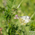 Aurorafalter (Anthocharis cardamines)
