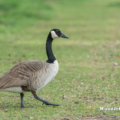 Kanadagans (Branta canadensis)