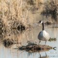 Kanadagans (Branta canadensis)