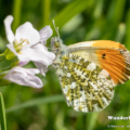 Aurorafalter (Anthocharis cardamines)