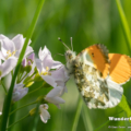 Aurorafalter (Anthocharis cardamines)