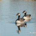 Kanadagans (Branta canadensis)