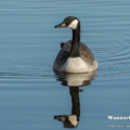 Kanadagans (Branta canadensis)