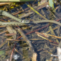 Ringelnatter (Natrix natrix) im Uferbereich