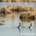 Kanadagans (Branta canadensis)