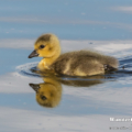 Kanadagans (Branta canadensis)