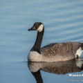 Kanadagans (Branta canadensis)