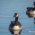 Kanadagans (Branta canadensis)