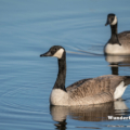 Kanadagans (Branta canadensis)