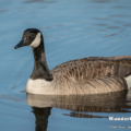 Kanadagans (Branta canadensis)