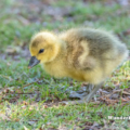 Kanadagans (Branta canadensis)