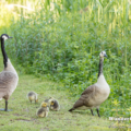 Kanadagans (Branta canadensis)