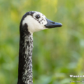 Kanadagans (Branta canadensis)