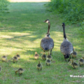 Kanadagans (Branta canadensis)