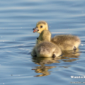 Kanadagans (Branta canadensis)