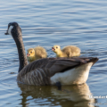 Kanadagans (Branta canadensis)