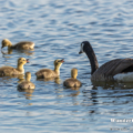 Kanadagans (Branta canadensis)