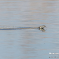 Schwimmende Ringelnatter (Natrix natrix)