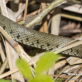 Ringelnatter (Natrix natrix) im Uferbereich