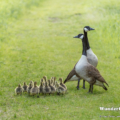 Kanadagans (Branta canadensis)