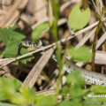 Ringelnatter (Natrix natrix) im Uferbereich