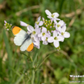 Aurorafalter (Anthocharis cardamines)