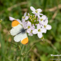 Aurorafalter (Anthocharis cardamines)