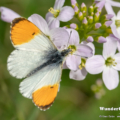 Aurorafalter (Anthocharis cardamines)