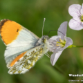 Aurorafalter (Anthocharis cardamines)