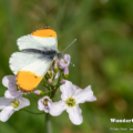 Aurorafalter (Anthocharis cardamines)