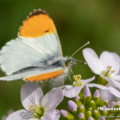 Aurorafalter (Anthocharis cardamines)