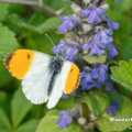 Aurorafalter (Anthocharis cardamines)