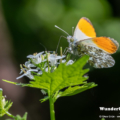 Aurorafalter (Anthocharis cardamines)