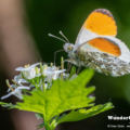 Aurorafalter (Anthocharis cardamines)
