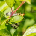 Gemeine Skorpionsfliege (Panorpa communis)